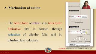 Trimethoprim  Mode of action and Reason of Selective Toxicity [upl. by Cuda626]