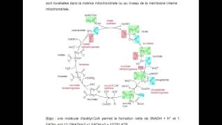 BIOCH  Métabolisme des glucides [upl. by Jolda]