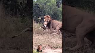 Wildlife Worldyoutube tiger lion youtube animals [upl. by Nayab]