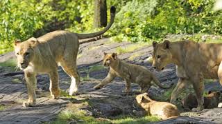 Omo National Park Ethiopia [upl. by Converse]