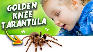 Are GOLDEN KNEE TARANTULAS good pets for kids [upl. by Katinka]