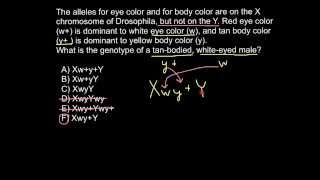 What is hemizygousity [upl. by Firman789]