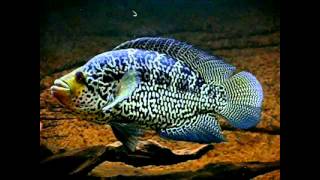 Top 5 aggressive cichlids [upl. by Jacklyn]