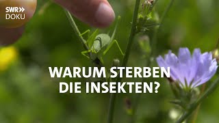 Der stumme Sommer  Warum sterben die Insekten  SWR Doku [upl. by Dlanar348]