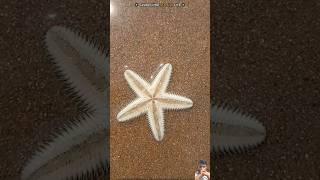 One small act of kindness  Saved Starfish Life48K beach starfish candlefish dolphindreams [upl. by Hirsh]