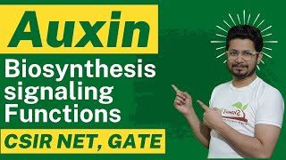 Auxin hormone  auxin biosynthesis auxin transport and auxin function [upl. by Willey]