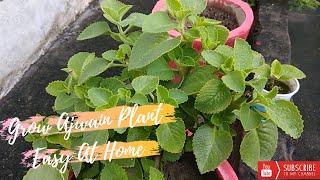 How to grow ajwain plant easy at home  How to grow ajwain plant from cutting [upl. by Enylodnewg]