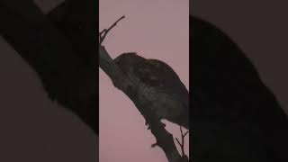 Oriental Scops Owl birds subscribe wildlife nature shortsfeed shorts short cambodia [upl. by Vickie]