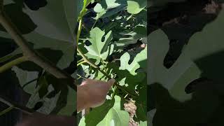 Distinguish between green lignified and dormant fig cuttings [upl. by Acirred]