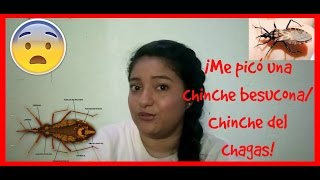 ME PICÓ UNA CHINCHE BESUCONA MAL DEL CHAGAS  BITÁCORA DE UN BIÓLOGO [upl. by Hadihsar]