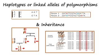 Haplotypes or alleles of linked polymorphisms amp Inheritance Tutorial [upl. by Arim]