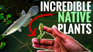 COLLECTING NATIVE AQUATIC PLANTS AND WILD FISHES FOR AQUARIUM IN INDIA [upl. by Aytnahs654]