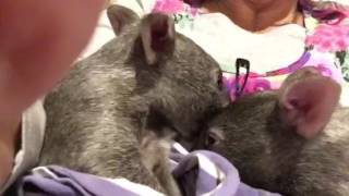 Baby wombat buddies An armful of cuteness [upl. by Ciro]