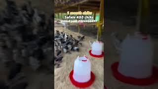 one month chiks gavran kukut palan viral agriculture chicken [upl. by Amaras]