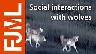 DOGS vs WOLVES  social interactions  CanOvis night monitoring  IPRA  82 [upl. by Eniawed]