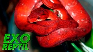 Exo Reptil  Boa Arborícola Roja Comiendo Ratón  Corallus Hortulanus [upl. by Tybald]