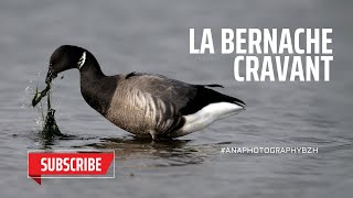 La Bernache Cravant  Nature 4k  2024 Video [upl. by Rudolf]