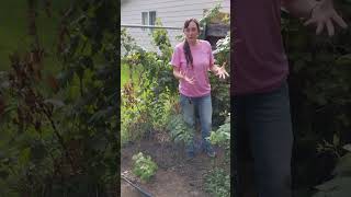 Pruning and Caring for Raspberries shorts gardening pruning [upl. by Duarte]