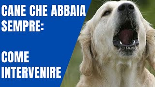 Cane che abbaia sempre come intervenire [upl. by Zsuedat]