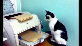 Katze vs Drucker  cat vs printer [upl. by Mmada]