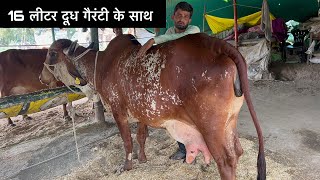 गिर गाय 16 से 20 लीटर दूध क़ीमत 50 हज़ार से सुरू gircow gircowsale [upl. by Eedyak384]