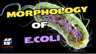 Inside E coli A Detailed Look at Its Morphological Structure [upl. by Ominorej]