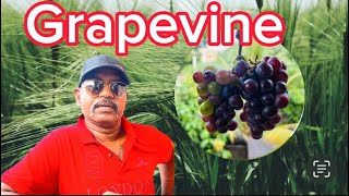 Grapevinehomemade grape vine 🍇 [upl. by Yennej]