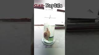 Class Reptilia spotting zoology practical lab [upl. by Renell]