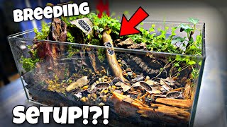 Breeding Isopods in DIY Terrarium Profit [upl. by Connett]