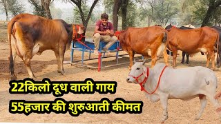 1000 गाय का बड़ा💥 22किलो दूध वाली 55हजार की शुरुआती कीमत में SahiwalTharparkarRathi cow Big Farm [upl. by Ailemak644]