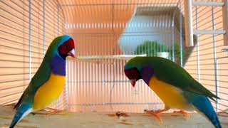 Gouldian Finch dance 4K  Amadyny Wspaniałe  taniec godowy [upl. by Adnohs]