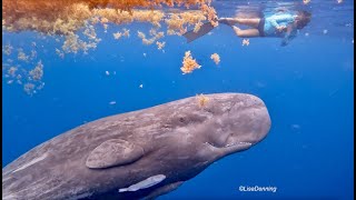 Baby Sperm Whale Stops to Play [upl. by Turnbull168]