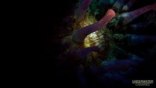 Sea anemone lighting experiment  Underwater Canaries [upl. by Acina21]