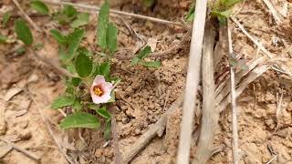 SIDA CILIARIS plantaseflores [upl. by Arihsat806]