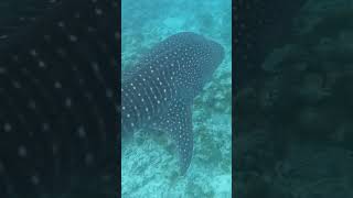 Whale Shark  Maldives 27 Nov 24 [upl. by Ettenom]