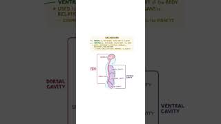 Knowledge  About the Body cavity amp sides  Biology  Shortviralvideo [upl. by Adnola989]