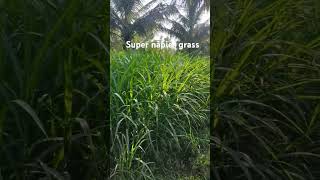 Super Napier grass  elephant grass  grass for dairy farming [upl. by Joses389]