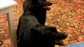 Schipperkes barking [upl. by Soinski]