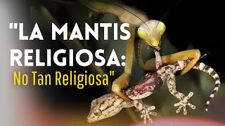 LA MANTIS RELIGIOSA El insecto que se come a su pareja [upl. by Rebmik]