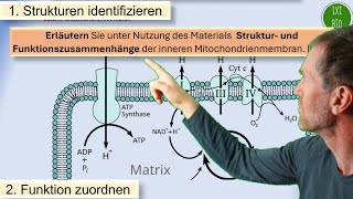 Struktur und Funktion der inneren Mitochondrienmembran  Beispielaufgabe aus meinem Leistungskurs [upl. by Zebadiah]