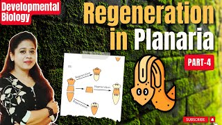 Regeneration Part4  Regeneration in Planaria  Developmental Biology CSIR NET [upl. by Lilli562]