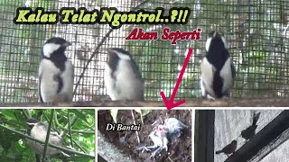 KABAR BURUK  DARI KANDANG AVIARY ANAKKAN GELATIK WINGKO SIMAK VIDEONYA SukamdiChannel [upl. by Fianna717]