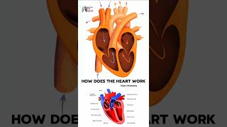 How does the heart work medical animation 3d short [upl. by Mott]