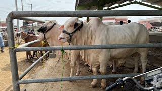 Multan Mandi Main Chota Janwar Sasta Ho Gaya  Kis Beopari Say Mal Lena Chahye SSTvs [upl. by Gavrila]