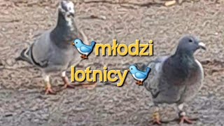 Pomyliłam Kolory Oczywiście Obrączki Zółte💛💛 gołębie pigeon taube lotygołębimłodych ewak7702 [upl. by Ajet]