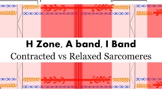 Contracted vs Relaxed Sarcomere H zone A Band I Band [upl. by Malinin28]