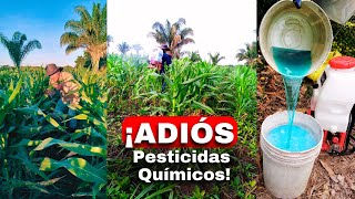 🌽 ¡Protege tu MAÍZ de forma natural Aprende a Como hacer un plaguicida orgánico casero [upl. by Sihun]