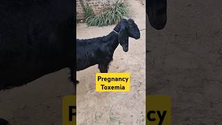 Pregnancy toxemia  Anorexia  bloat  Anaemia  improperly gait in goat [upl. by Iruahs]