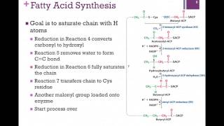 127Fatty Acid Synthesis [upl. by Allecnirp]