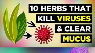 10 Herbs for Healthy Lungs To Clear Mucus amp Viruses [upl. by Erv]